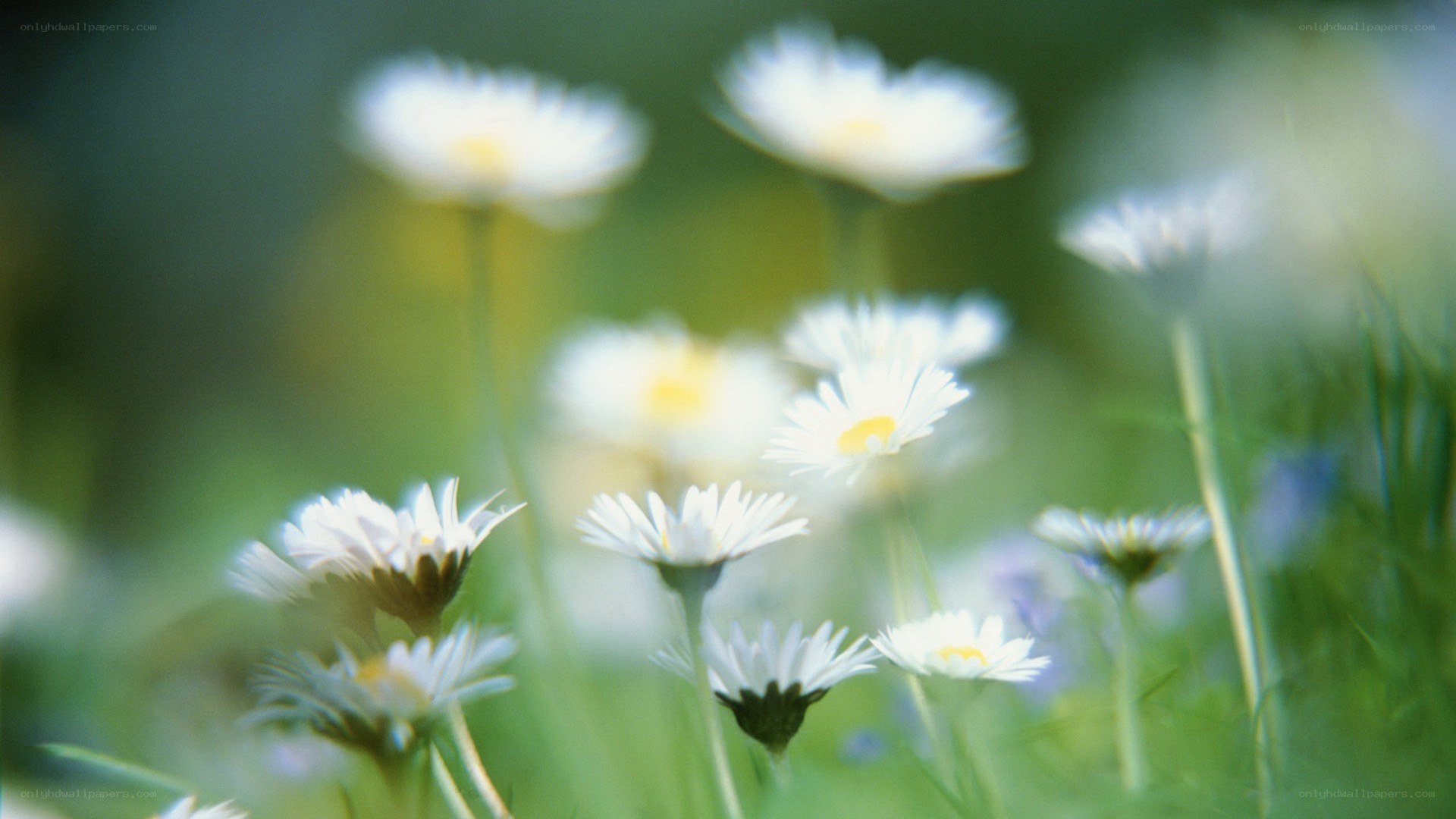 White daisies in a field