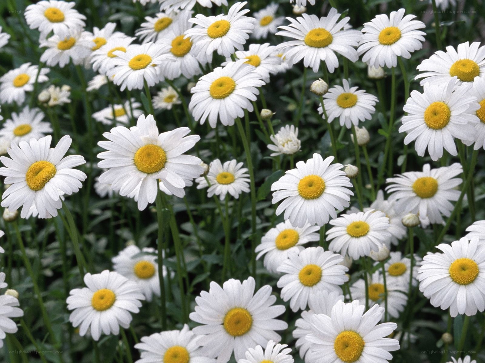 White daisies in a field
