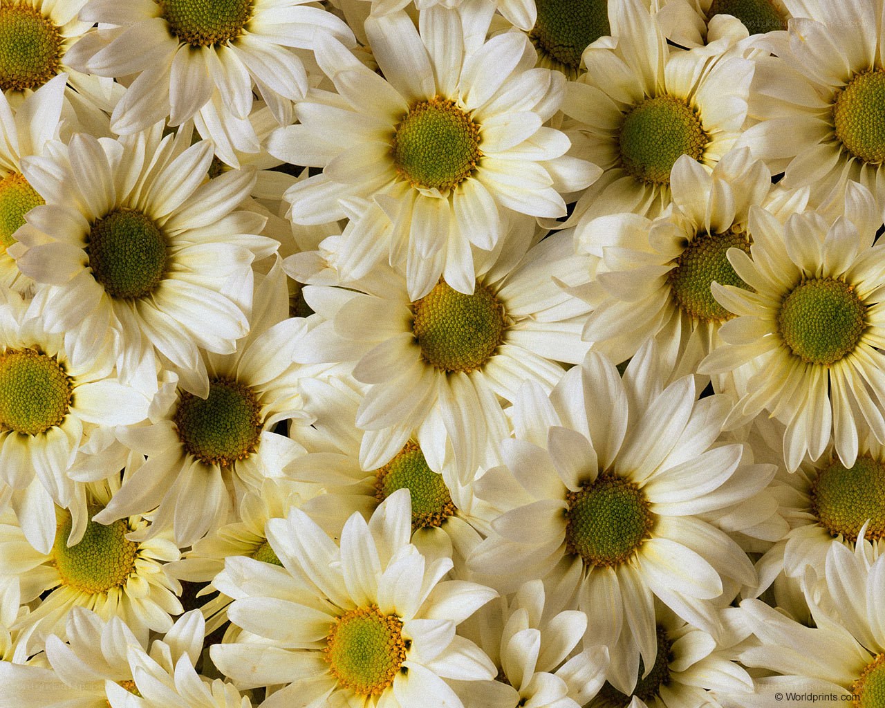 White daisies in a field
