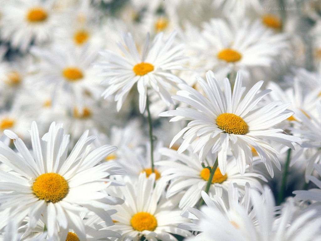 White daisies in a field