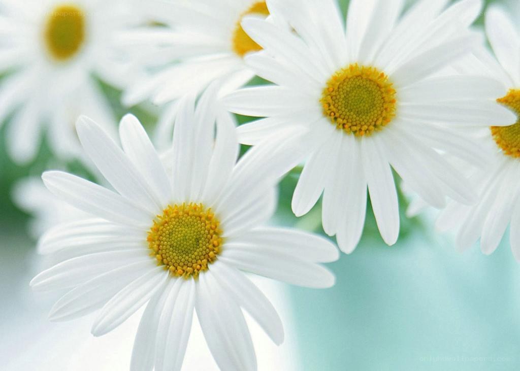 White daisies in a field