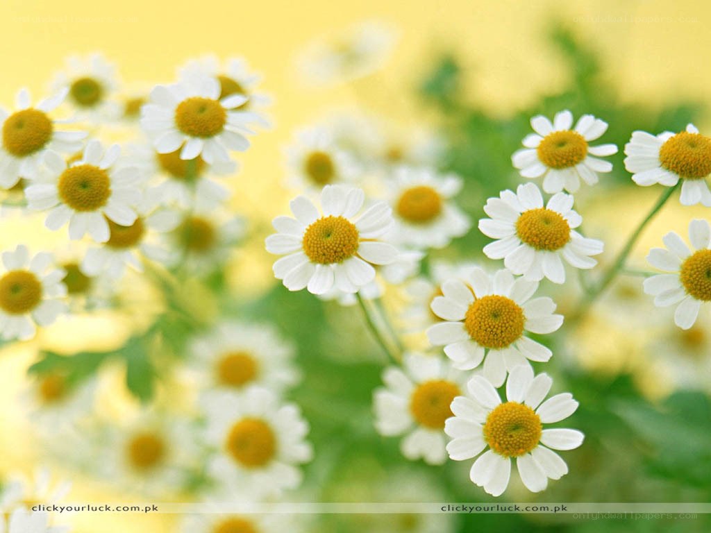 White daisies in a field