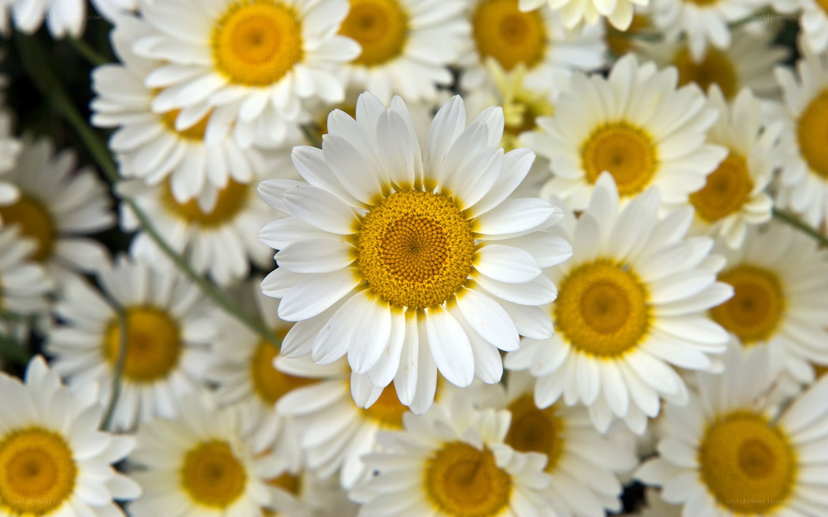 White daisies in a field