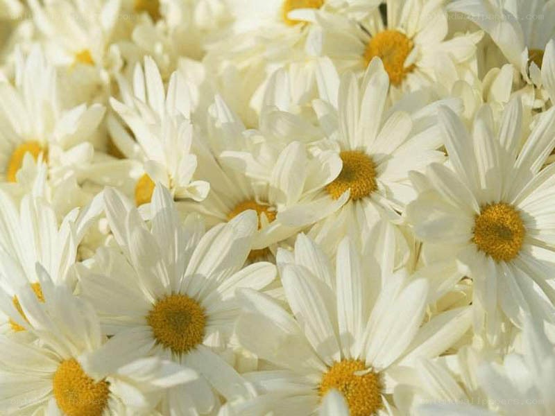 white daisies in a field