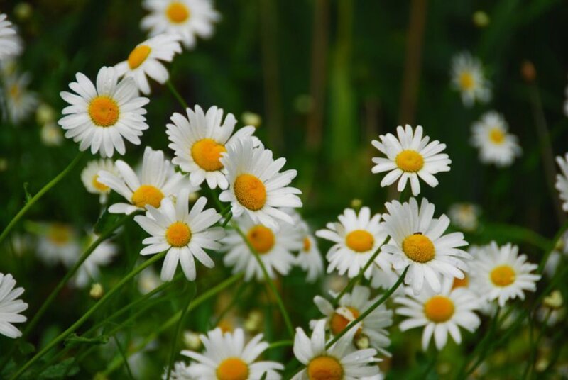 White daisies in a field