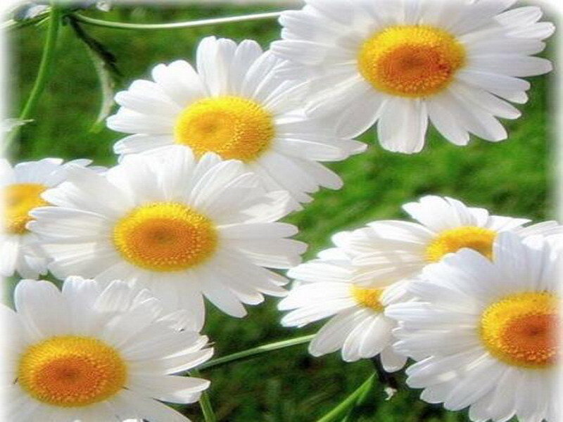 White daisies in a field
