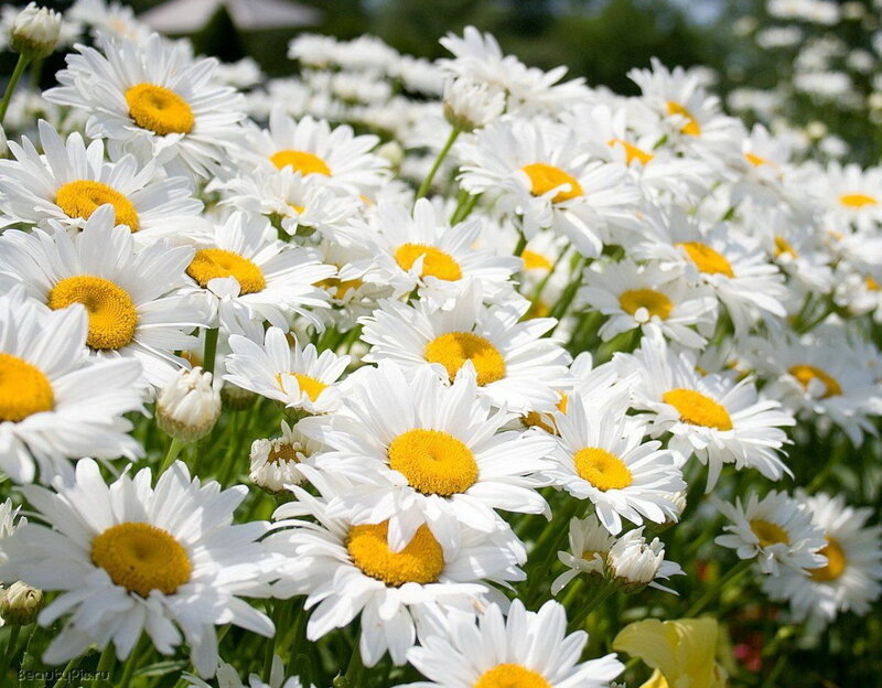 White daisies in a field