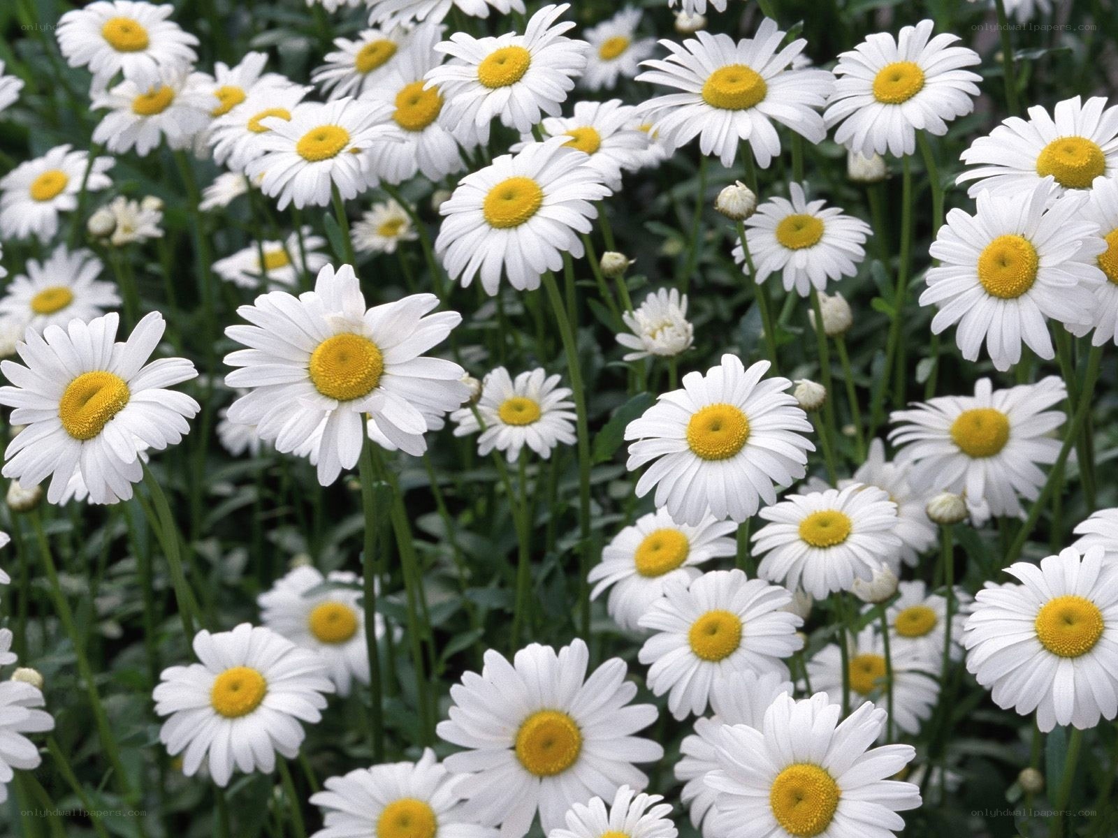 White daisies in a field