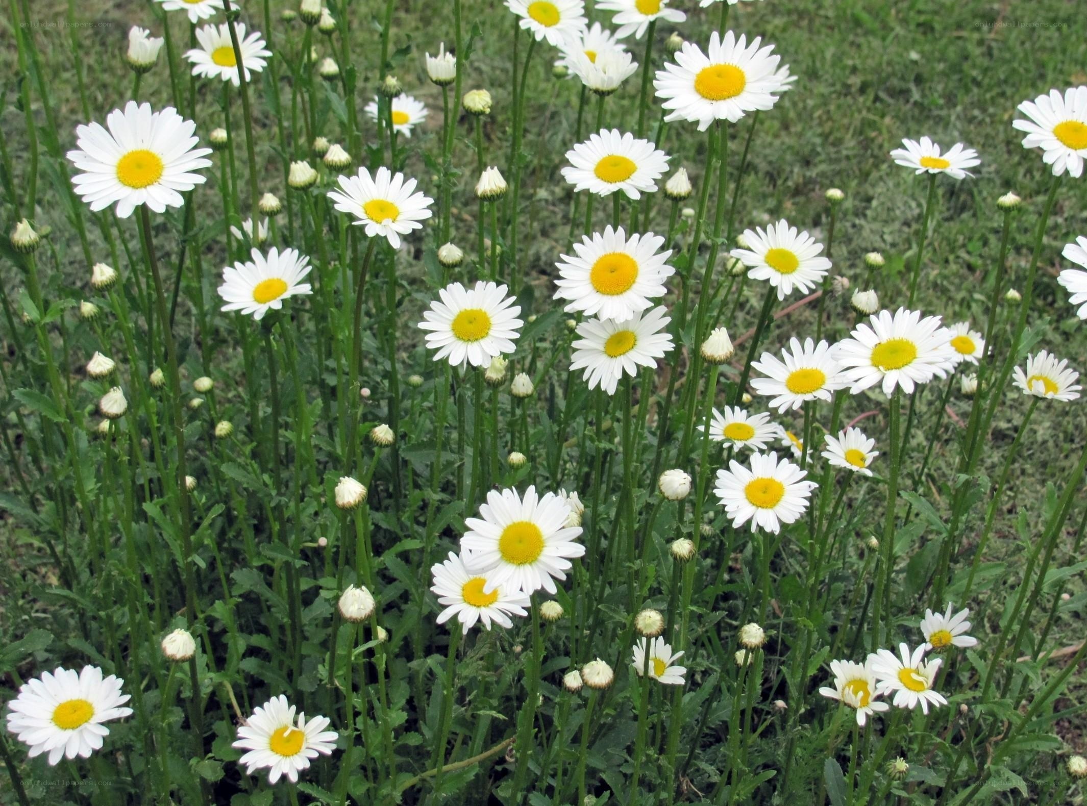 White daisies in a field