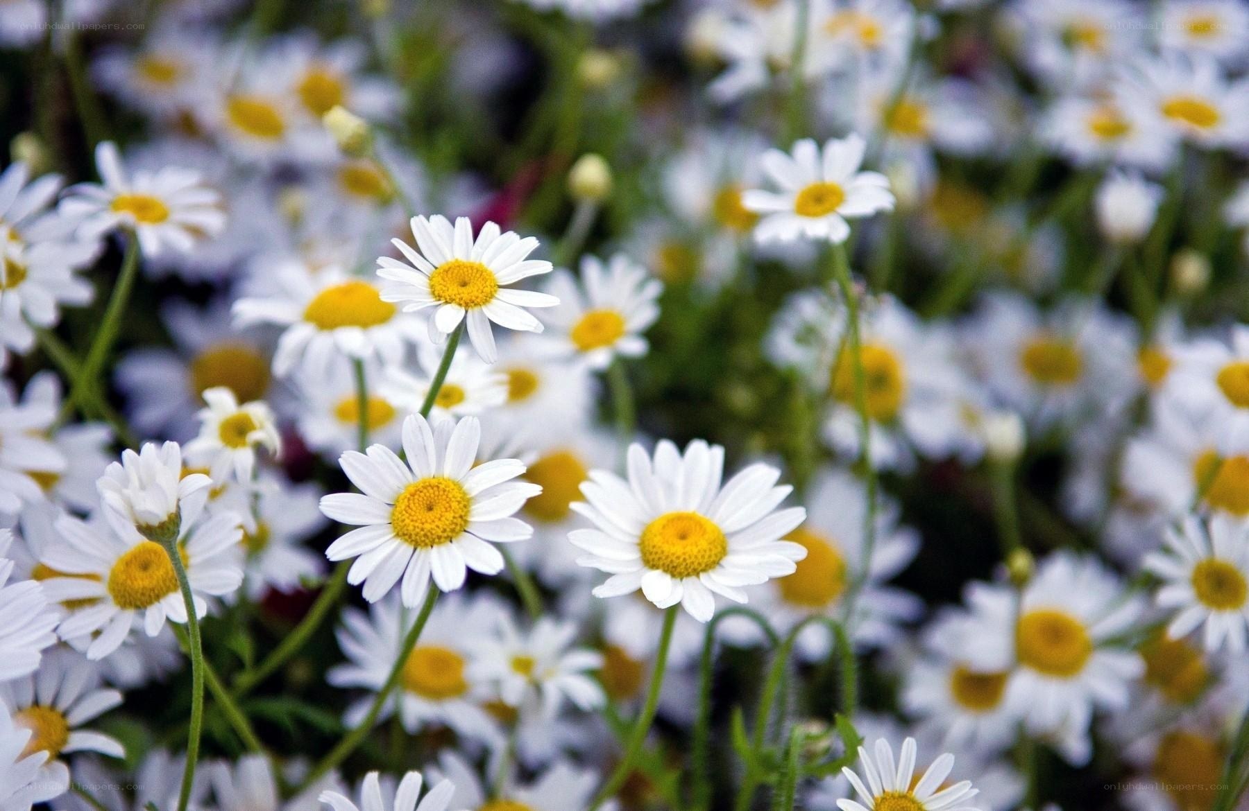 White daisies in a field