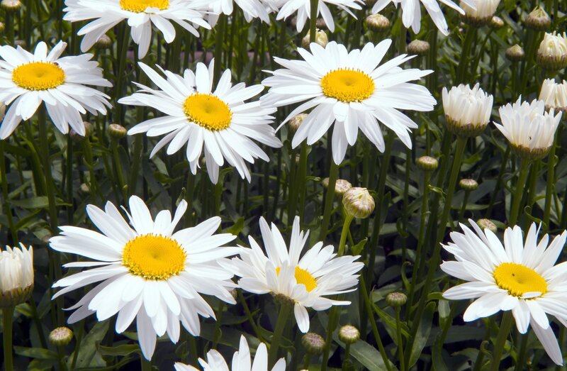 White daisies in a field