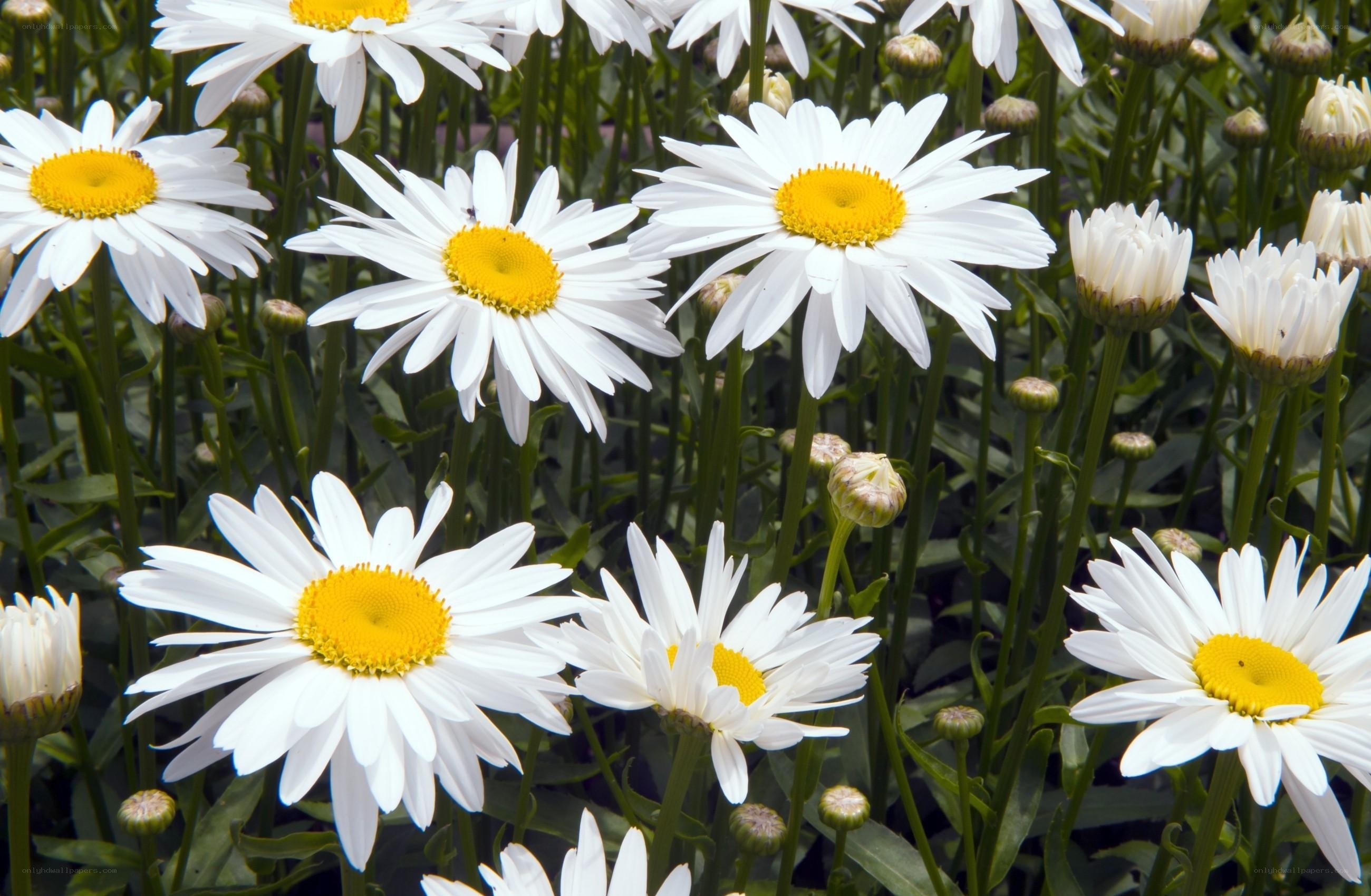 White daisies in a field