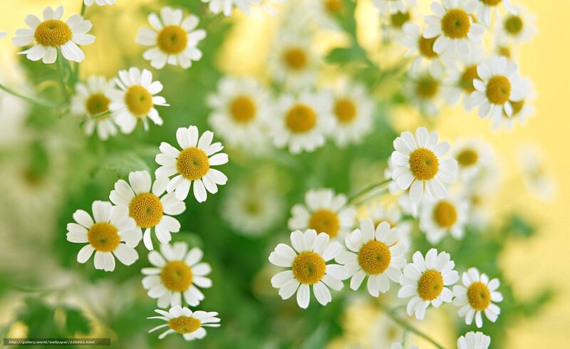 White daisies in a field