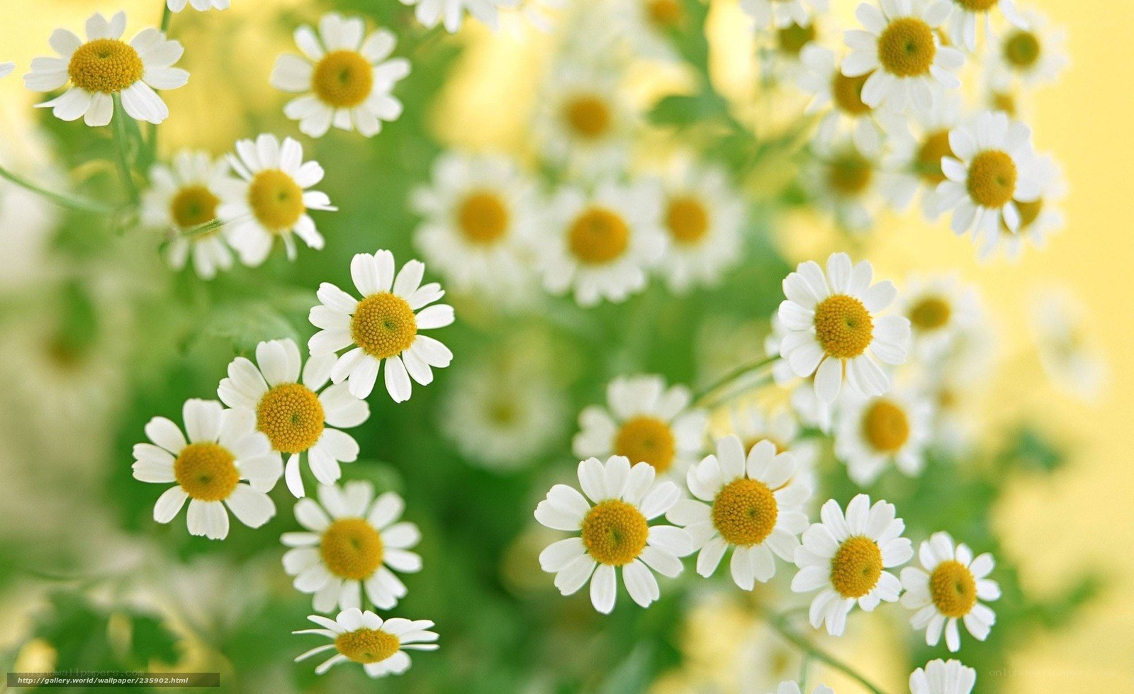 White daisies in a field