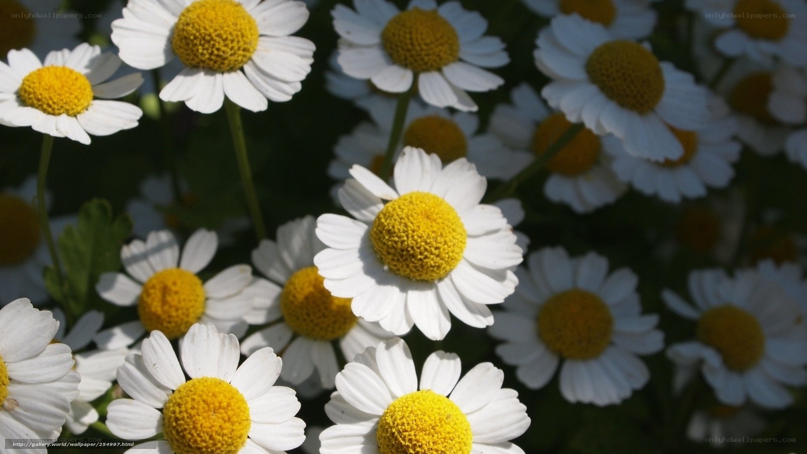 White daisies in a field
