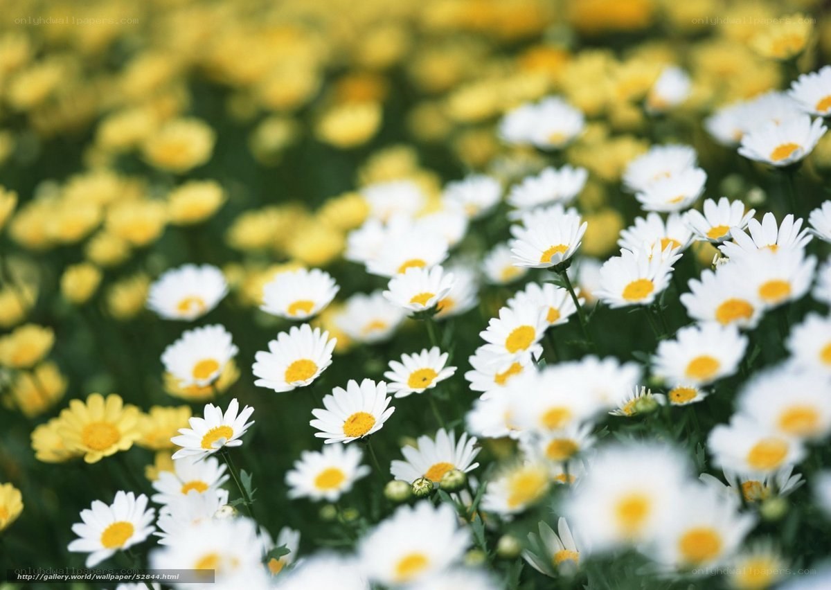 White daisies in a field