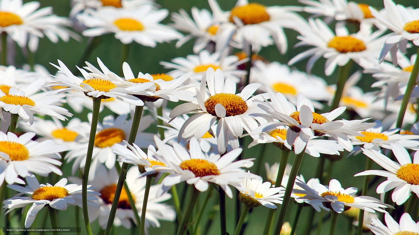 White daisies in a field