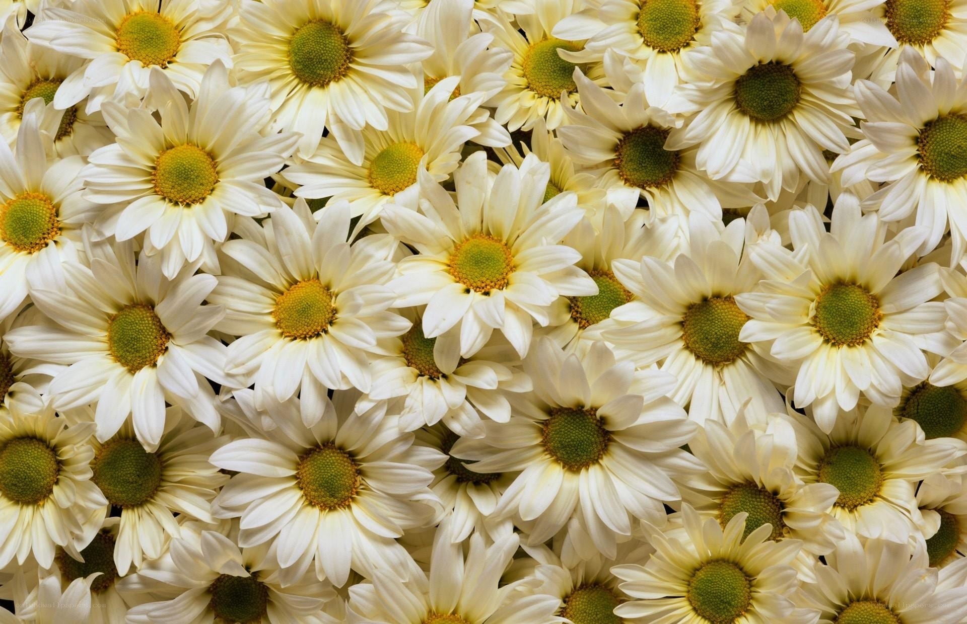 White daisies in a field