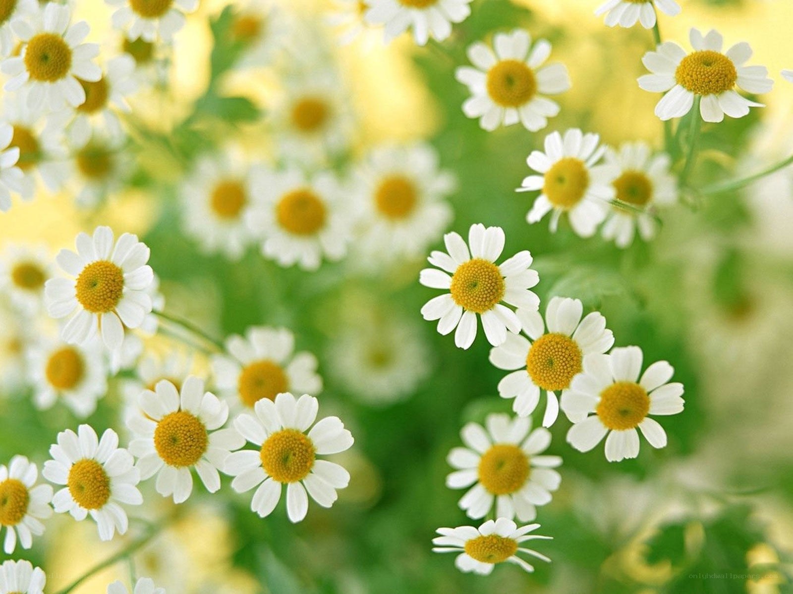 White daisies in a field