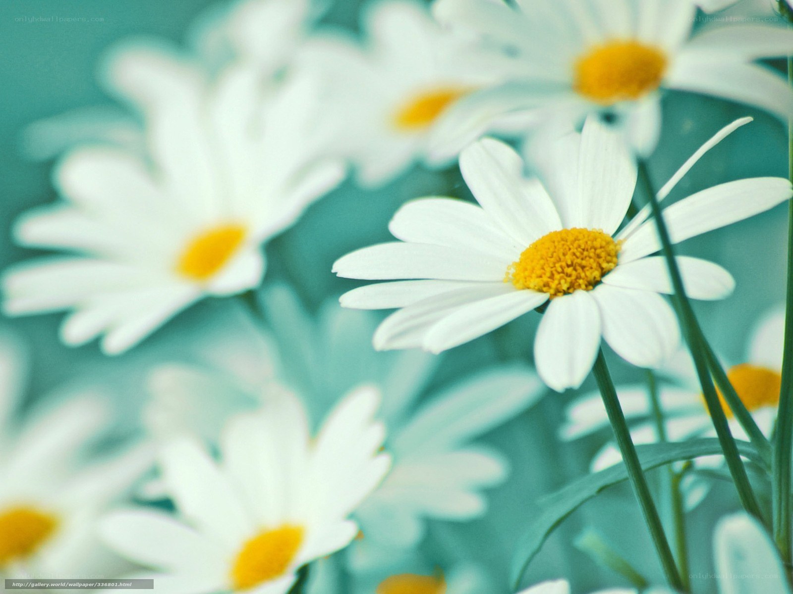 White daisies in a field