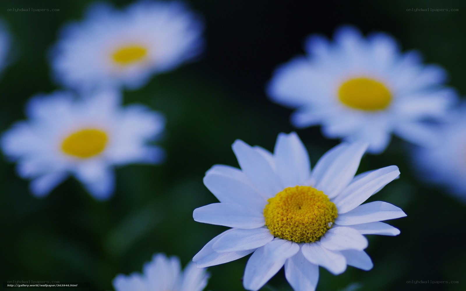 White daisies in a field