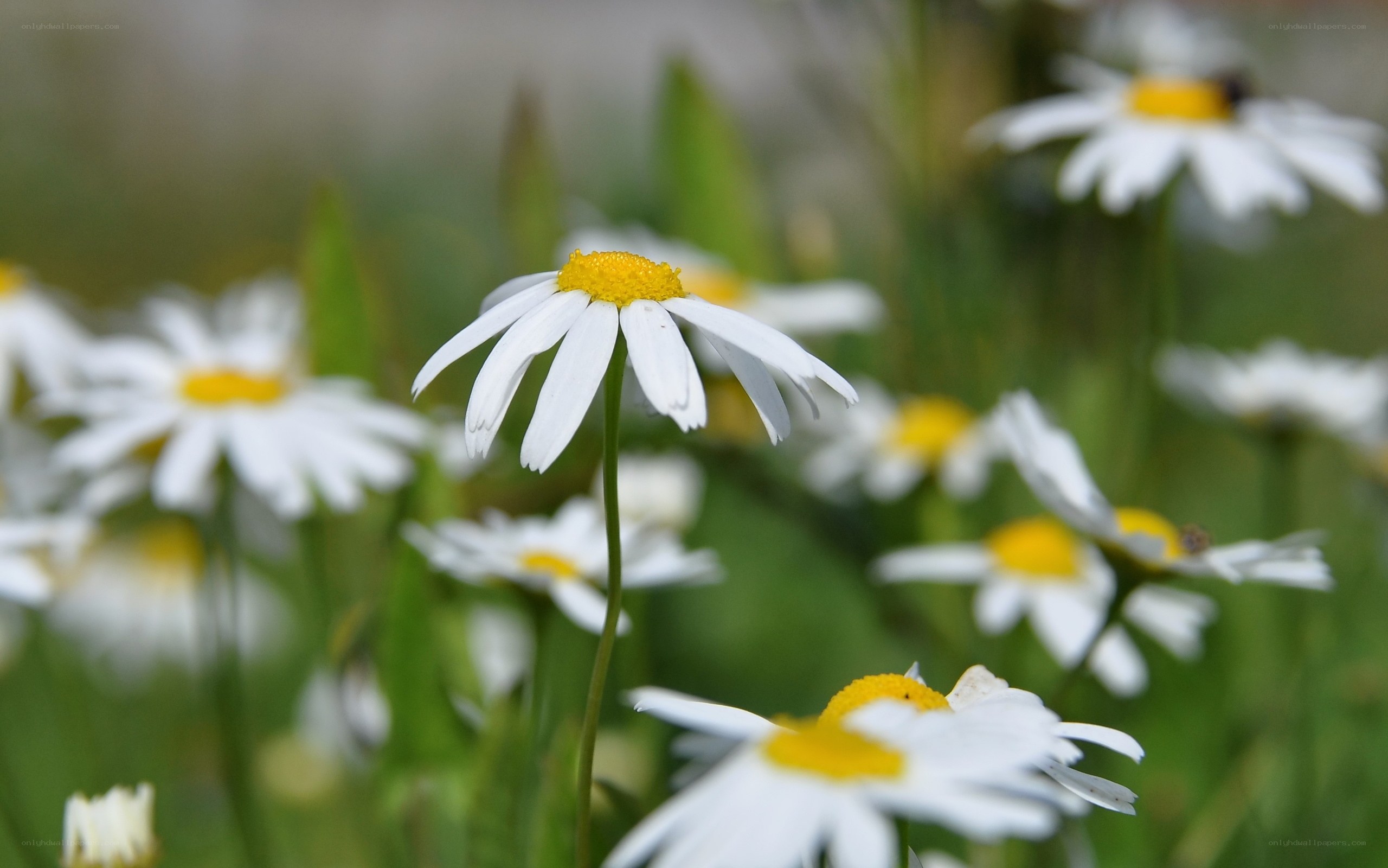 White daisies in a field