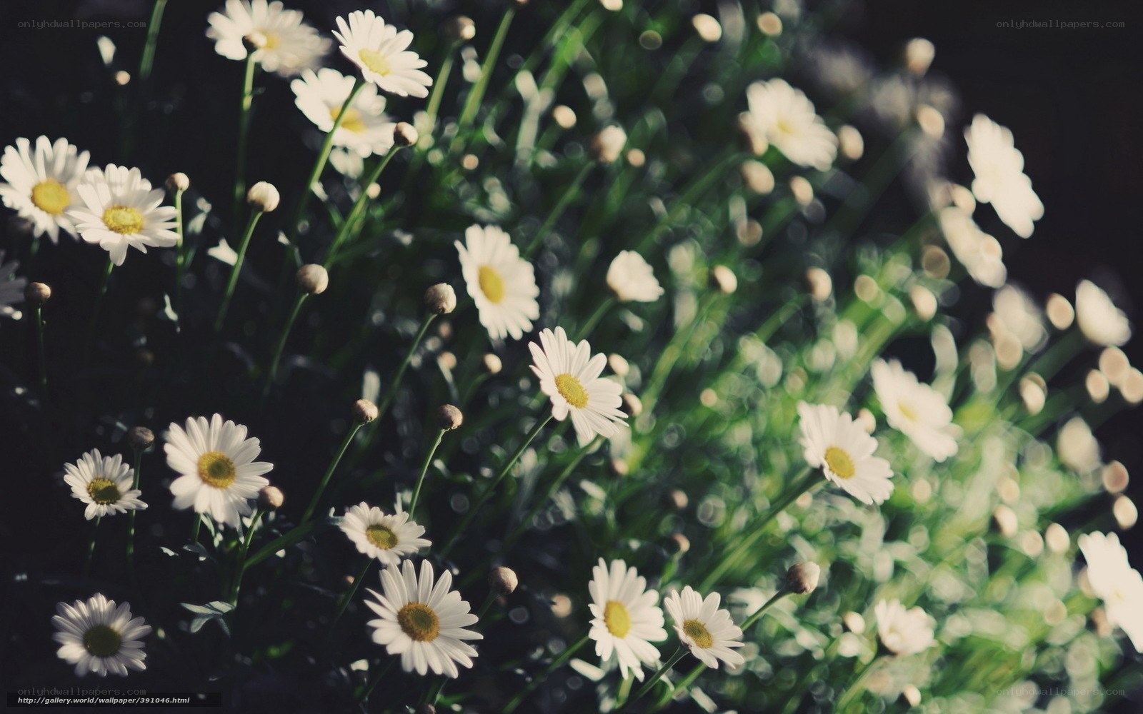 White daisies in a field