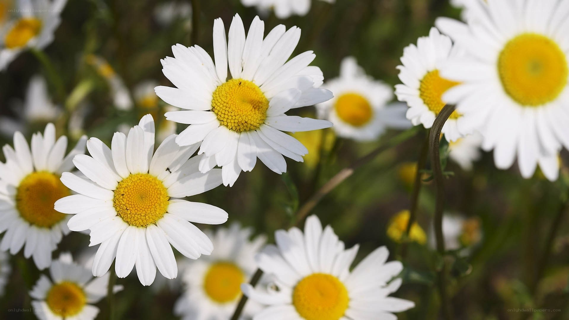 White daisies in a field