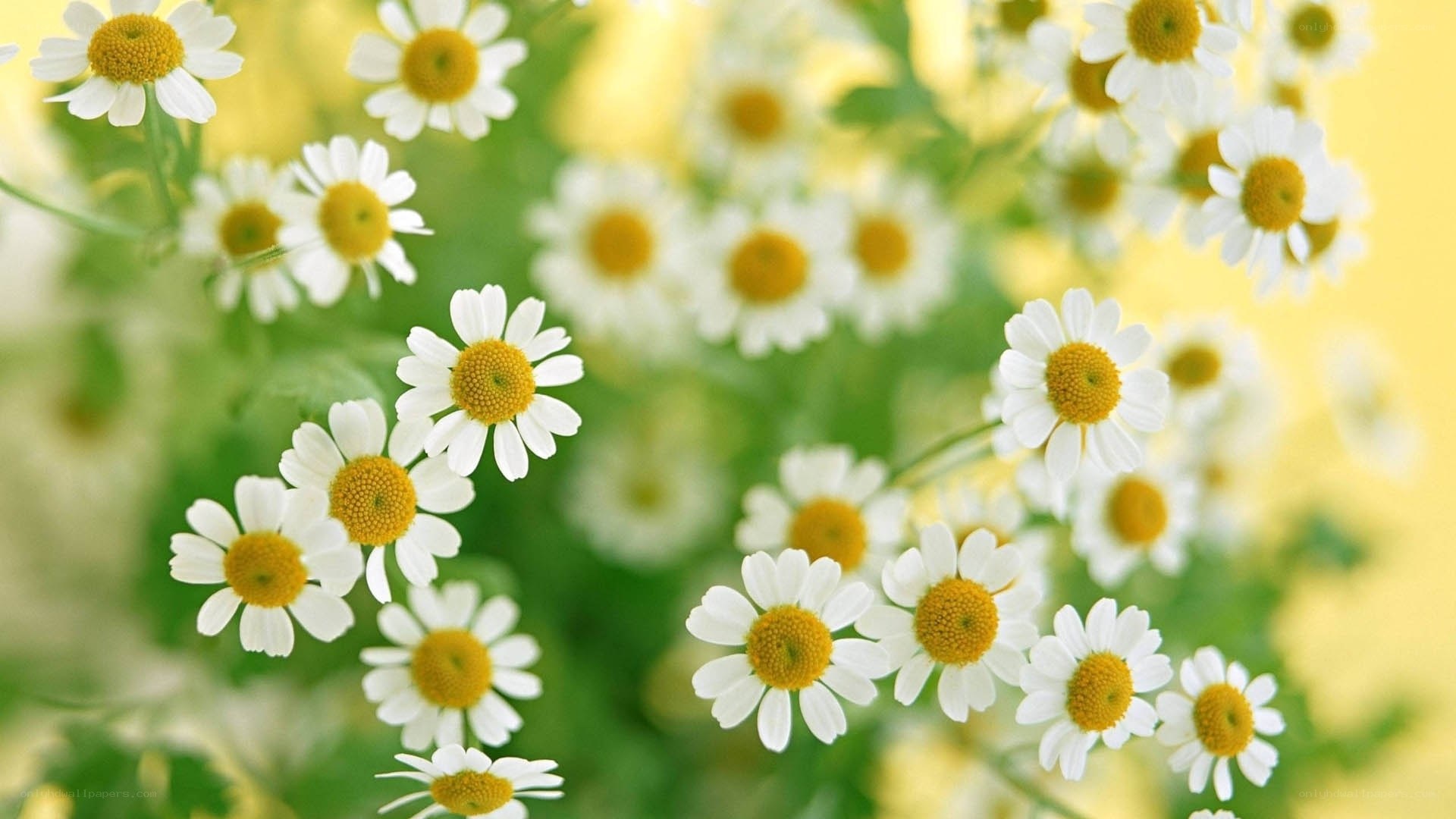 White daisies in a field