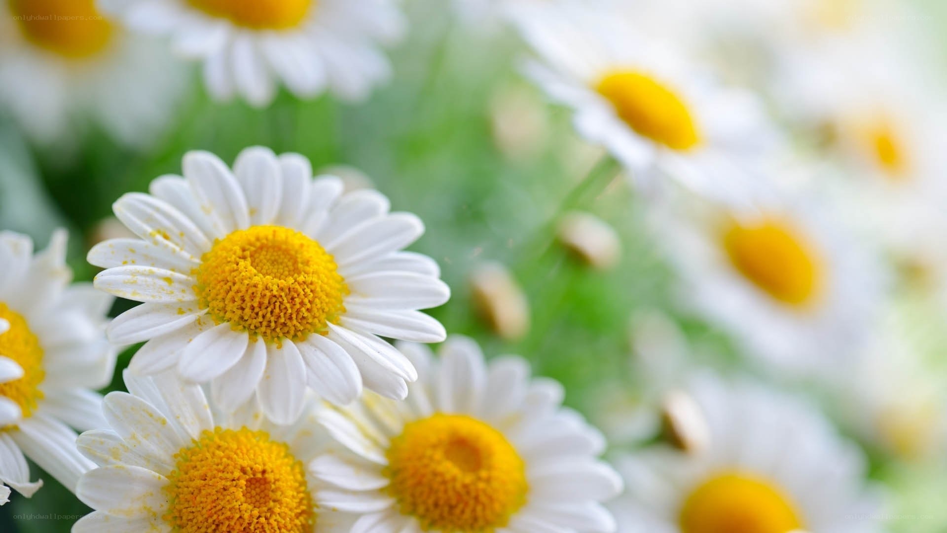 White daisies in a field
