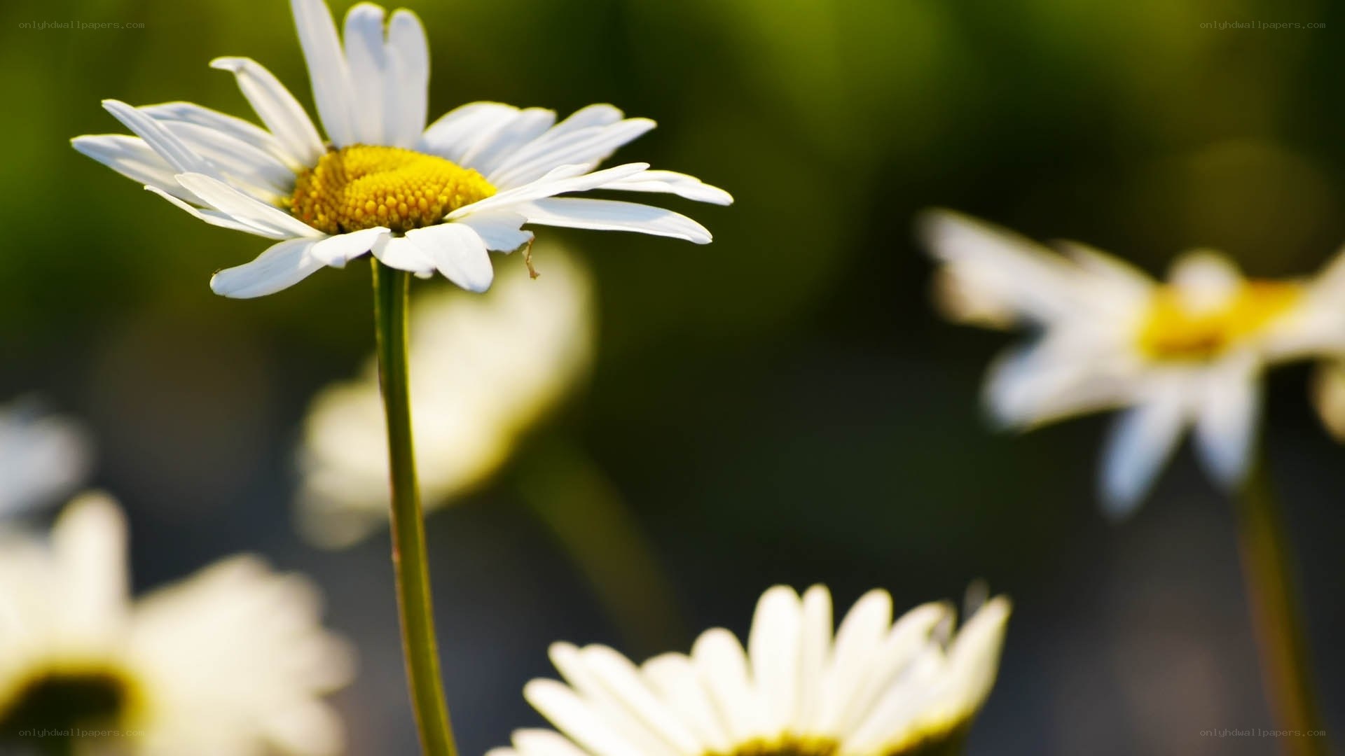 White daisies in a field