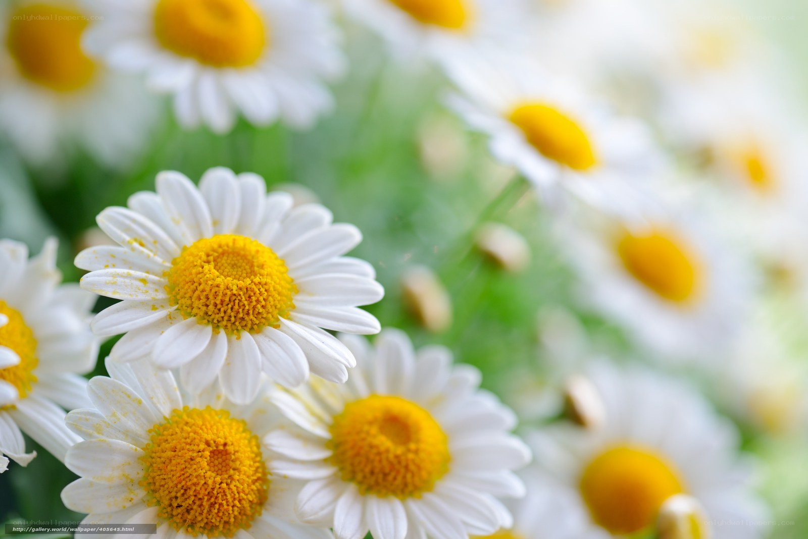 White daisies in a field