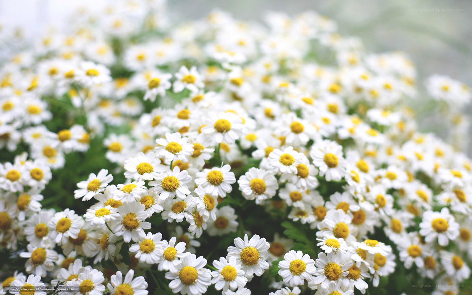 White daisies in a field