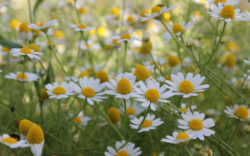 White daisies in a field
