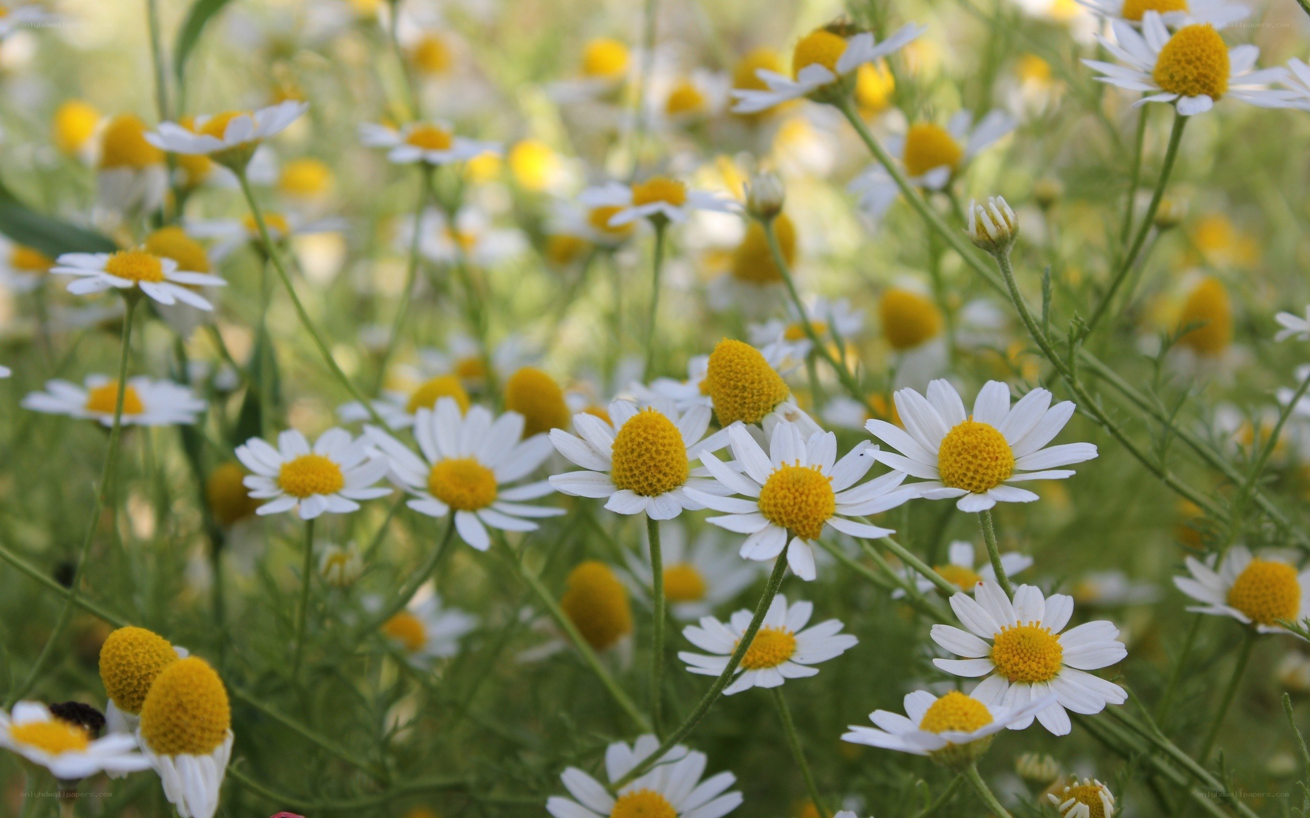 White daisies in a field