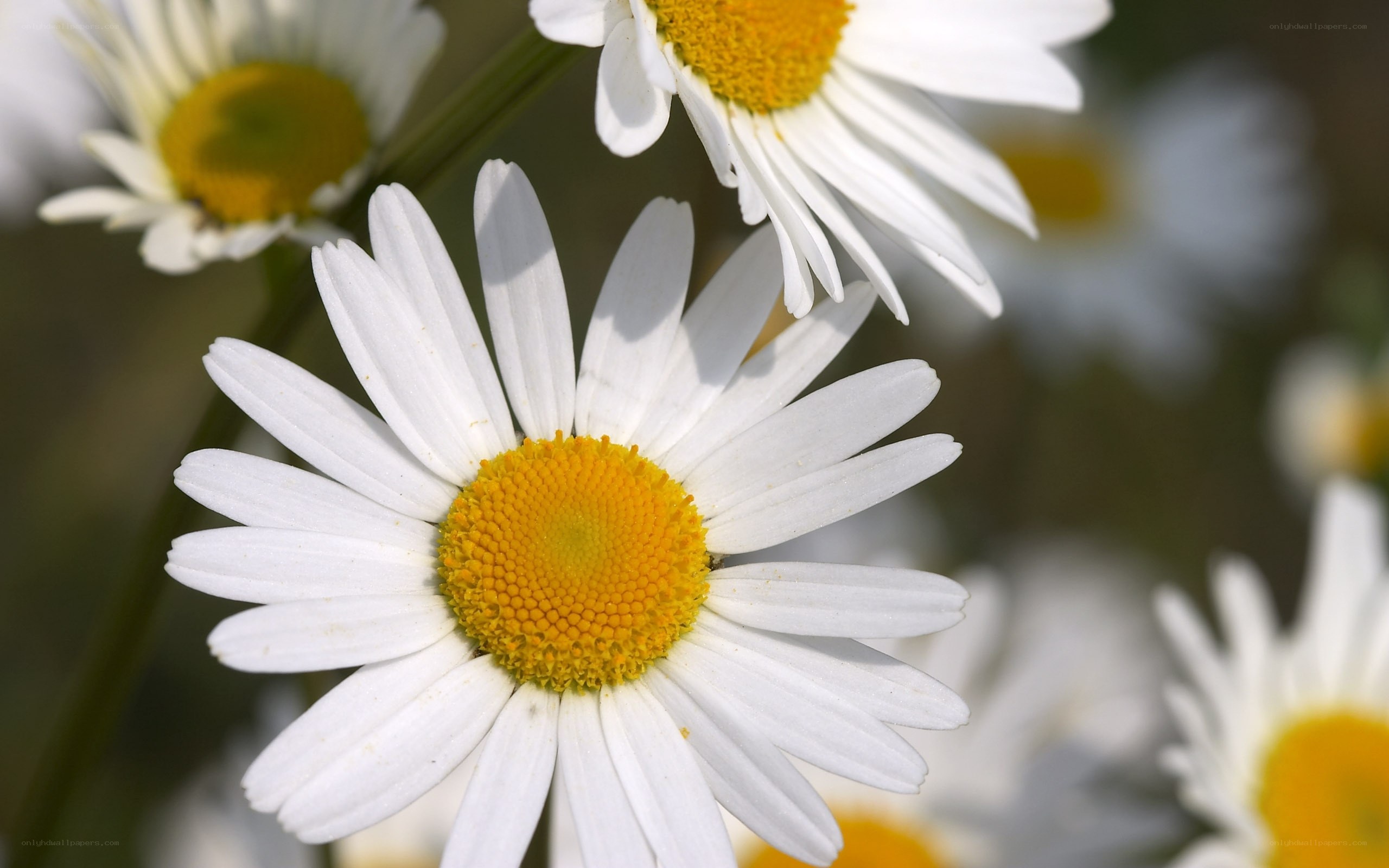 White daisies in a field