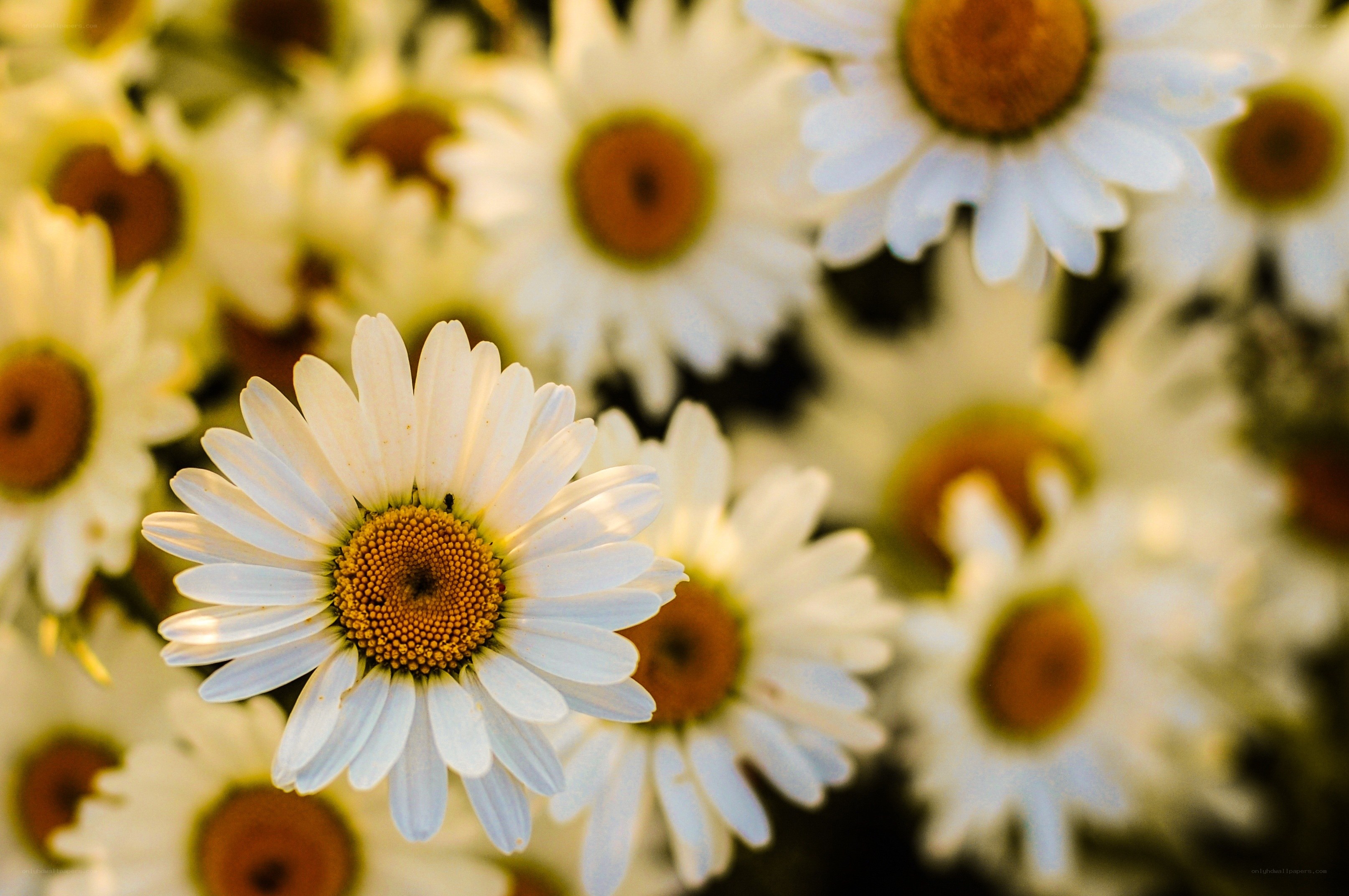 White daisies in a field