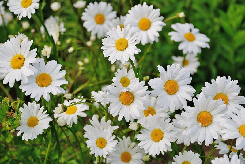 White daisies in a field