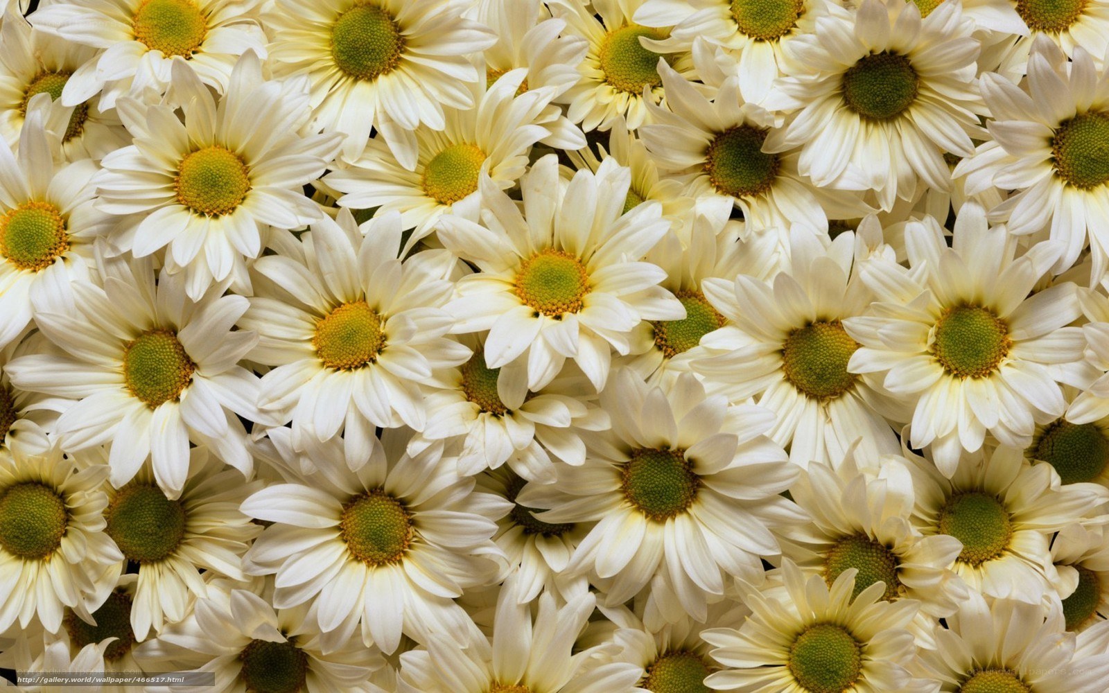 White daisies in a field