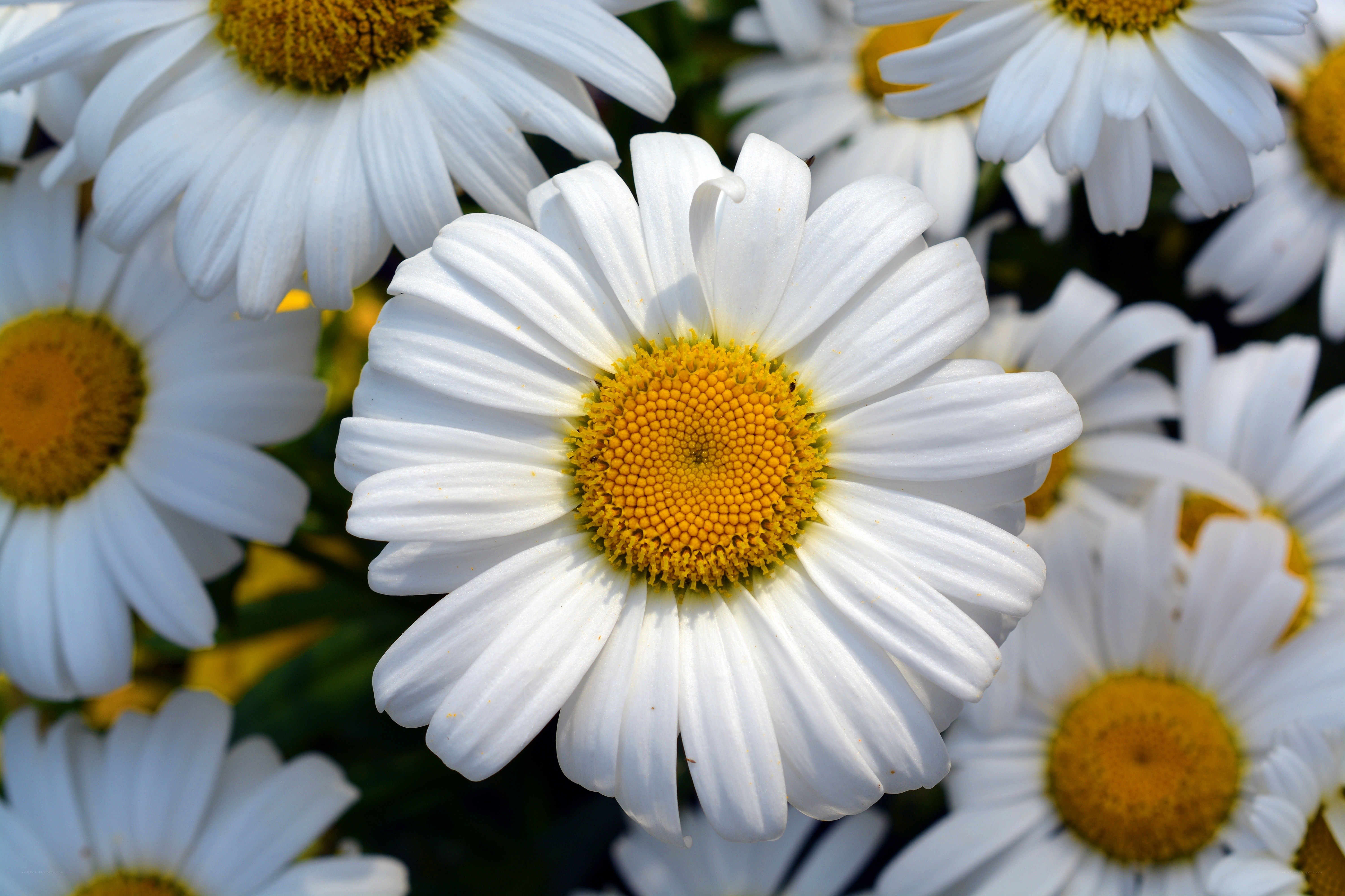 White daisies in a field