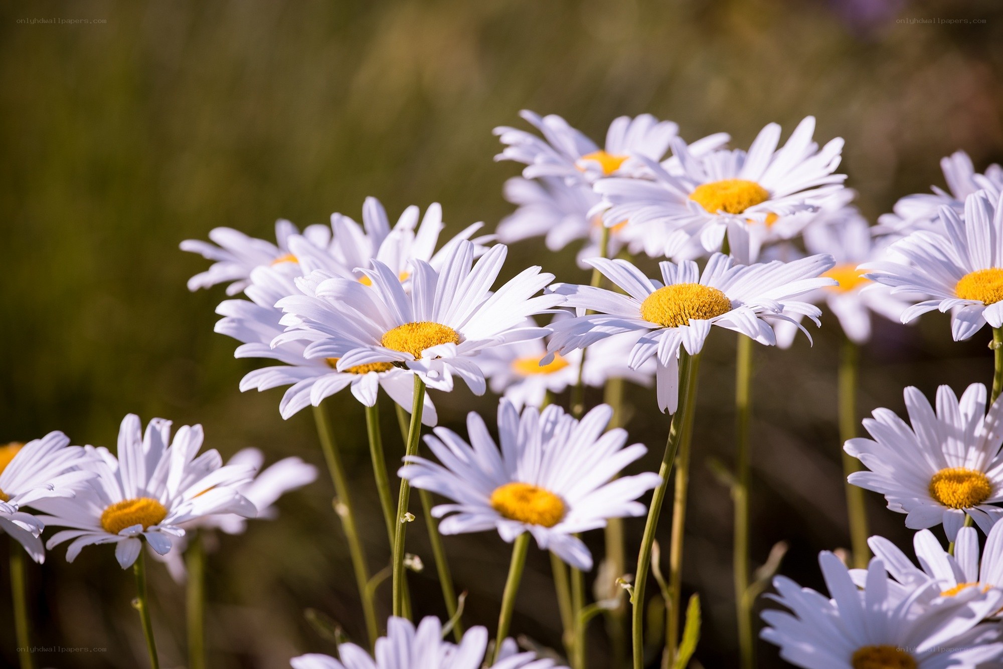 White daisies in a field