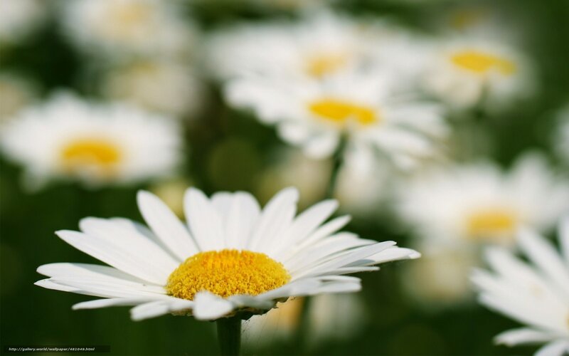 White daisies in a field