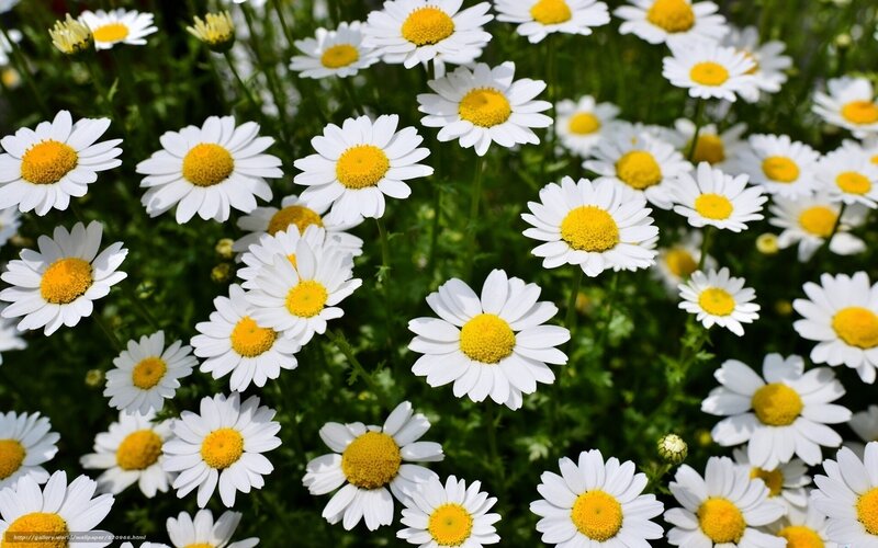 White daisies in a field