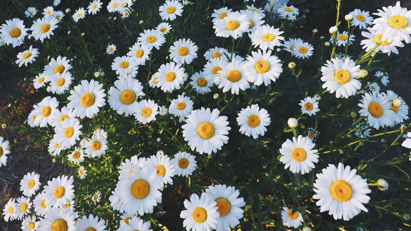 White daisies in a field