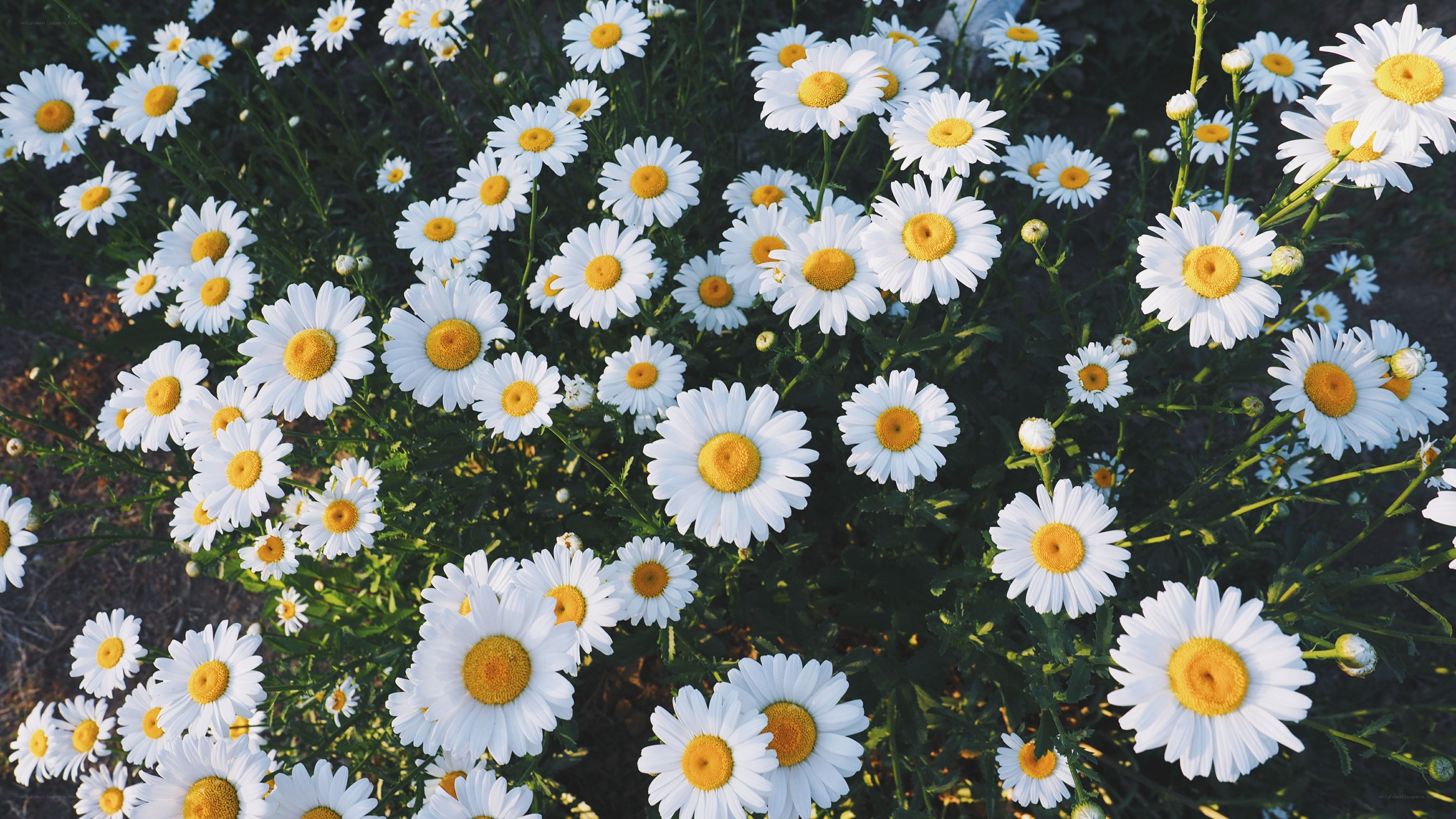 White daisies in a field