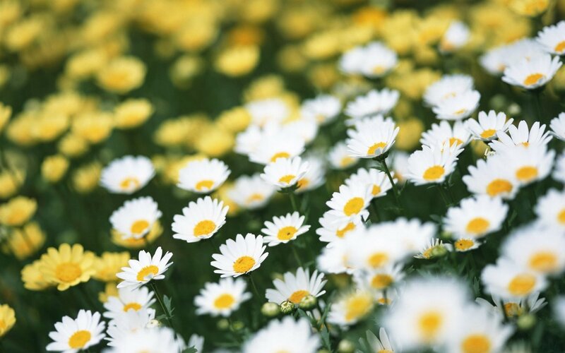 White daisies in a field