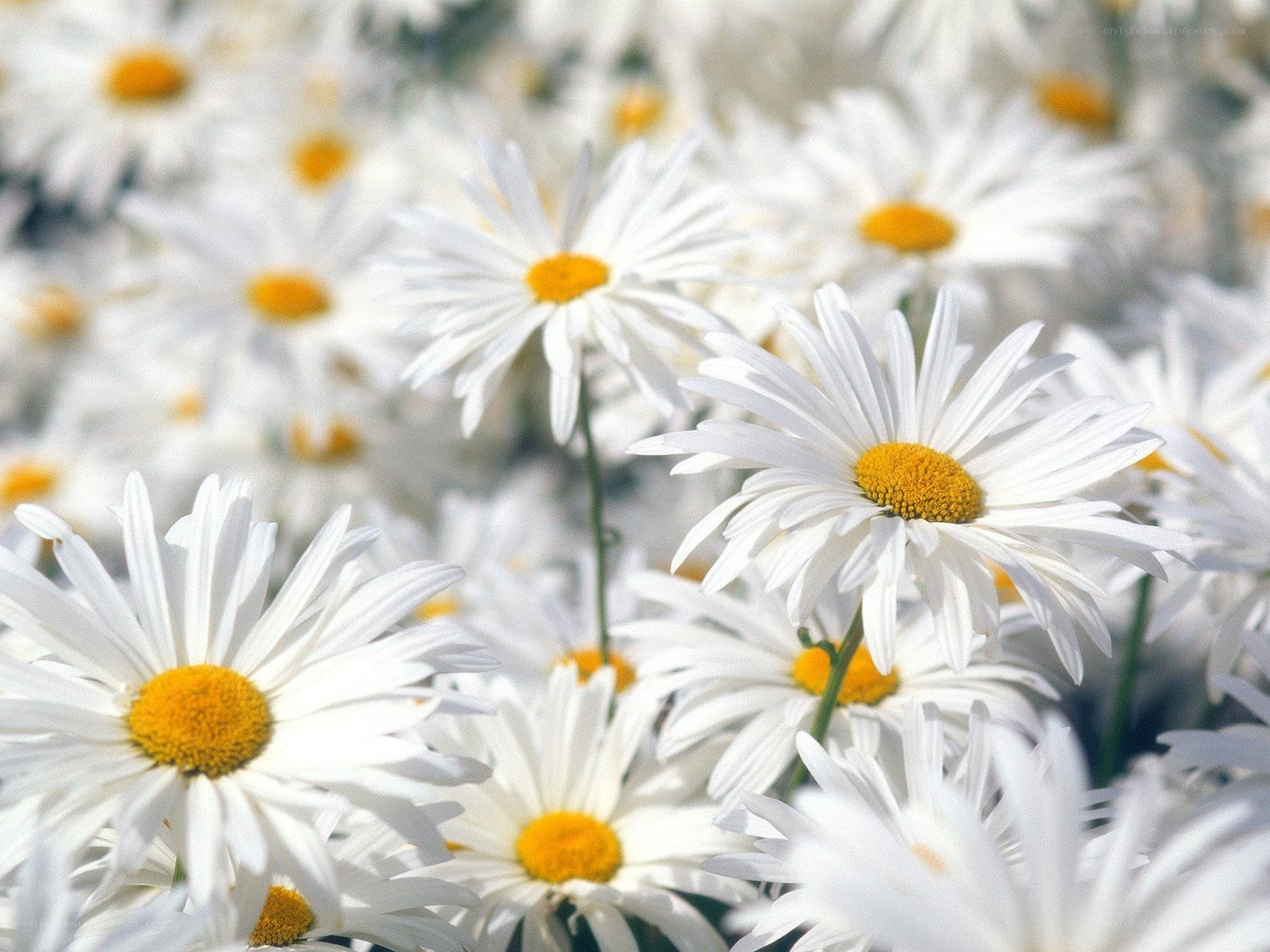 White daisies in a field