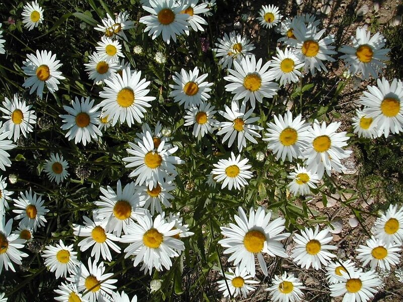 White daisies in a field