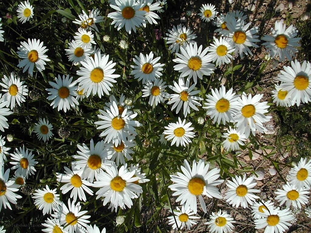 White daisies in a field