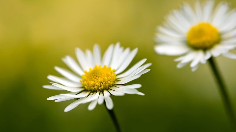 White daisies in a field